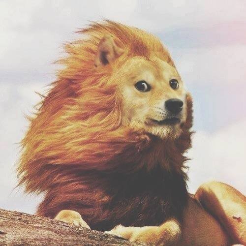 Much Beauty, Very Majestic, Such Doge Lion - Meme subido por G-N-R ...