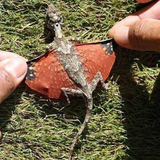 It is not Photoshop. This little dragon was found in Indonesia - meme
