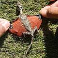 It is not Photoshop. This little dragon was found in Indonesia