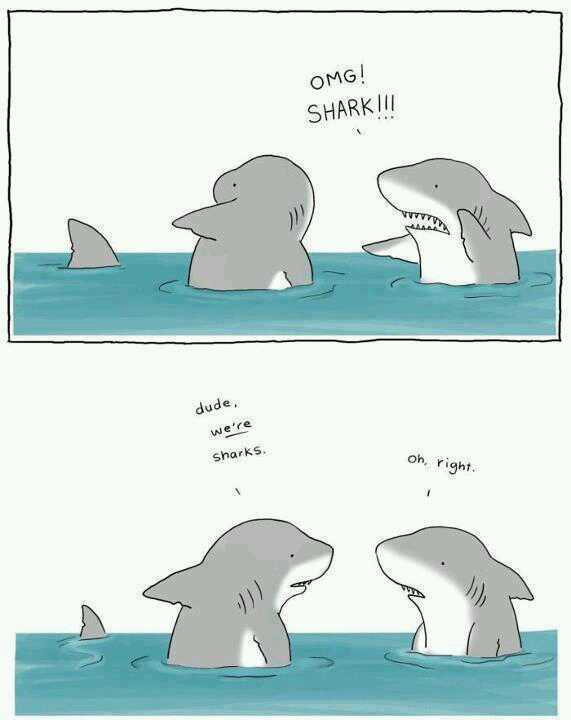 OMG,SHARK! - meme