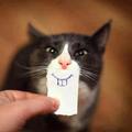 Un sourire de chat :)