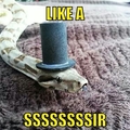 Being A Snake
