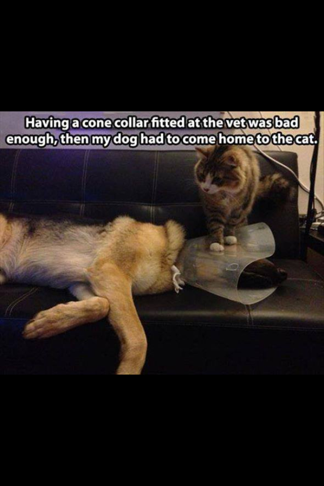 Cone of shame somehow got worse for dogs - meme