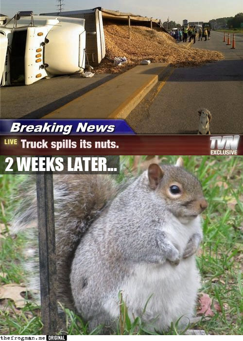 The Squirrel and his nuts.. - meme