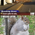 The Squirrel and his nuts..