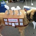dog costume win