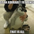Mother of penguins.