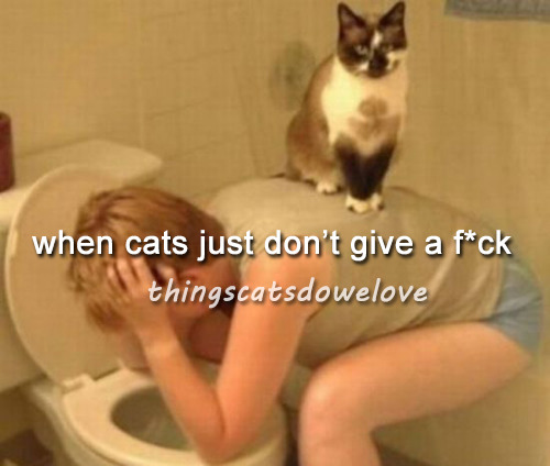 cats dont give a fuck - meme