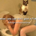 cats dont give a fuck