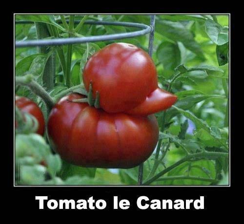 un canard est entrer dans une tomate et rester coincé - meme