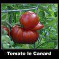 un canard est entrer dans une tomate et rester coincé