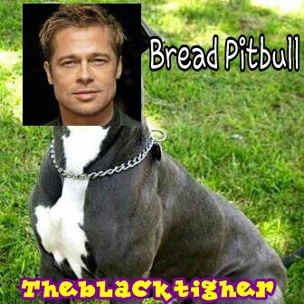 Bread Pitbull - meme