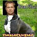 Bread Pitbull
