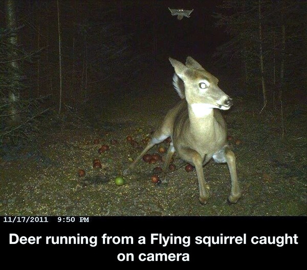 Flying squirrel - meme