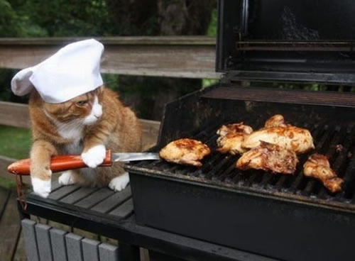 alley cat master chef - meme