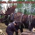 Moose Mounties, now you're fucked.