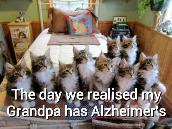 He named them all Tiggr - meme