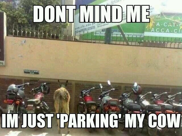 parking the cow - meme