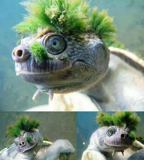 Asm turtle - meme