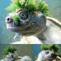 Asm turtle