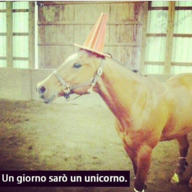 Cavalo - Meme by Giorno_Agiota :) Memedroid