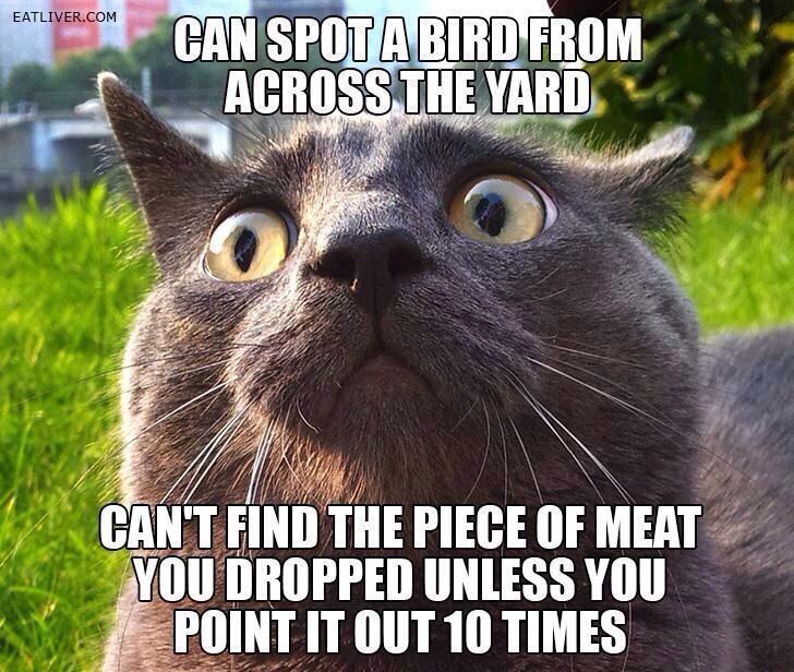 cats logic - meme