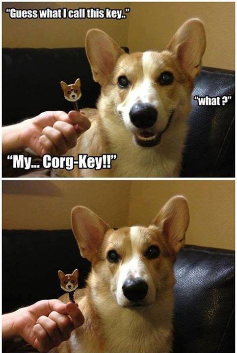 get it corg key???? ba dum tiss! - meme