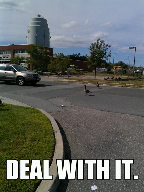 canadian geese are everywhere... - meme