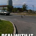 canadian geese are everywhere...