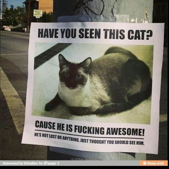 awesome cat - meme