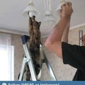 helpful cat