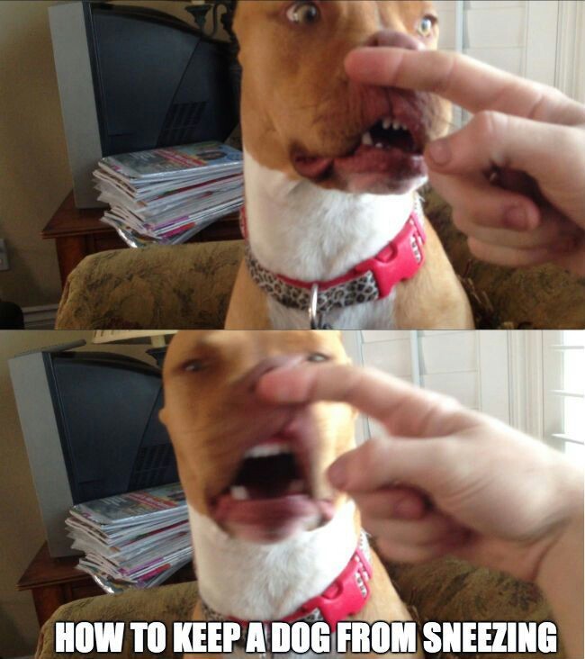 How to keep a dog from sneezing.. - meme
