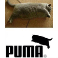 Puma))