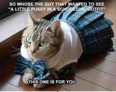 pussys are great - meme