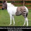 zebroid