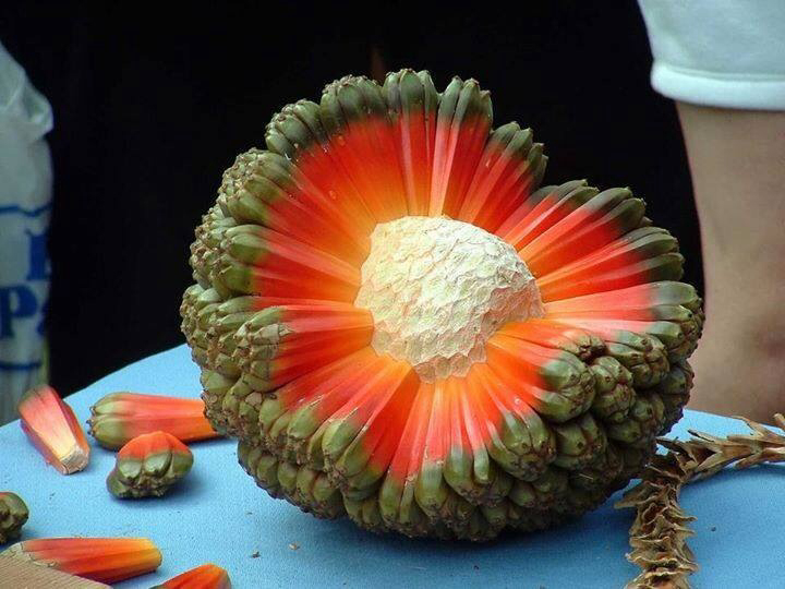 La fruta Hala, solo en Hawaii  - meme