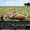 Ur a cheetah