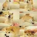 Anyone actually ever seen the full Doge photo set?
