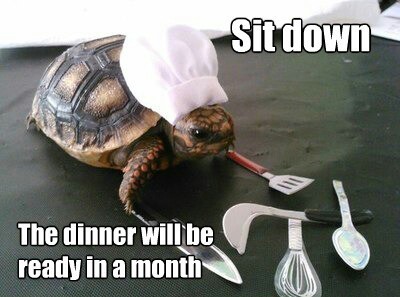 Turtle chef - meme