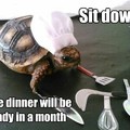 Turtle chef