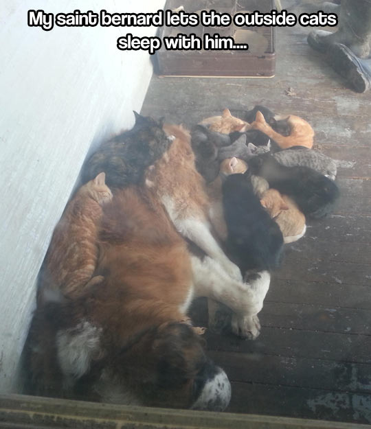 Dog and cats - meme
