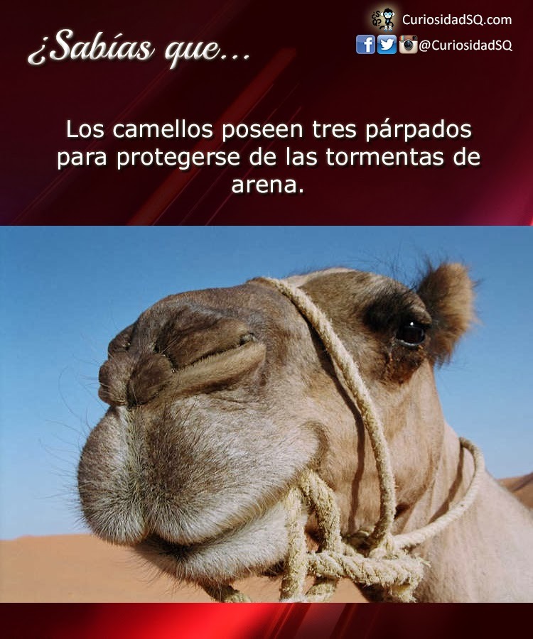 Camellos - meme
