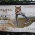 Your cat will love