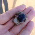Frogs love blueberries