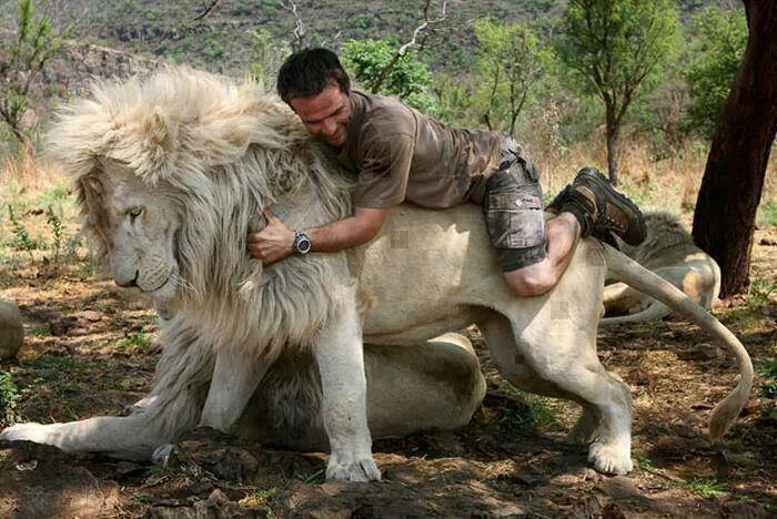 if i ever become this lion i will give everyone 3 free hugs - meme