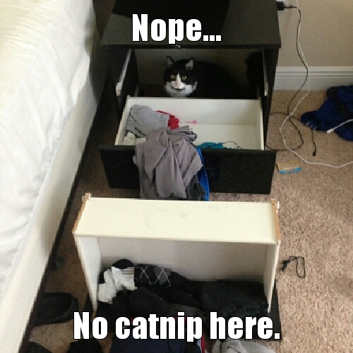 curious kitty - meme