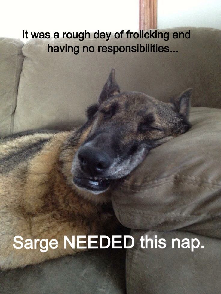 Being a dog is hard. - meme