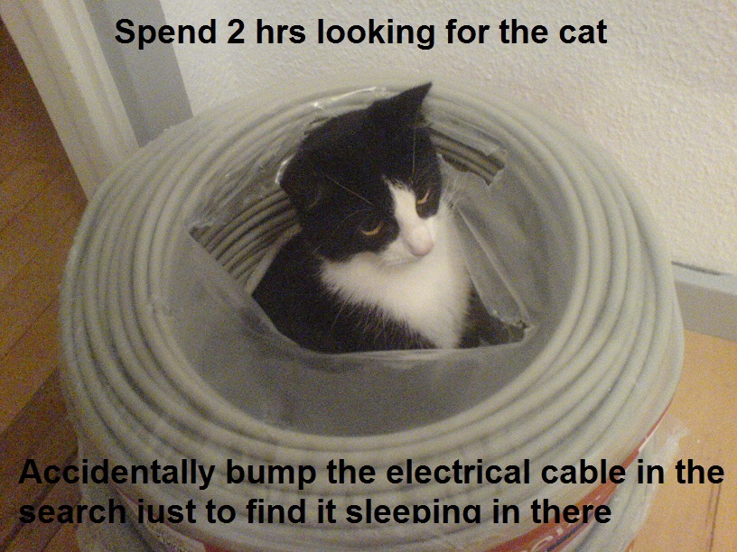Cat is starting to look like its owner who is an electrician - meme