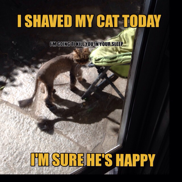 Shaved cats - meme
