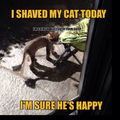 Shaved cats